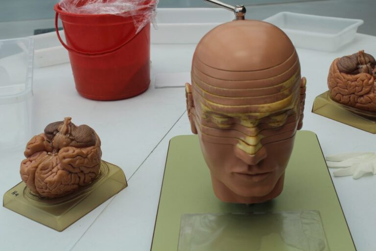 SNCT: Matemática no Cérebro