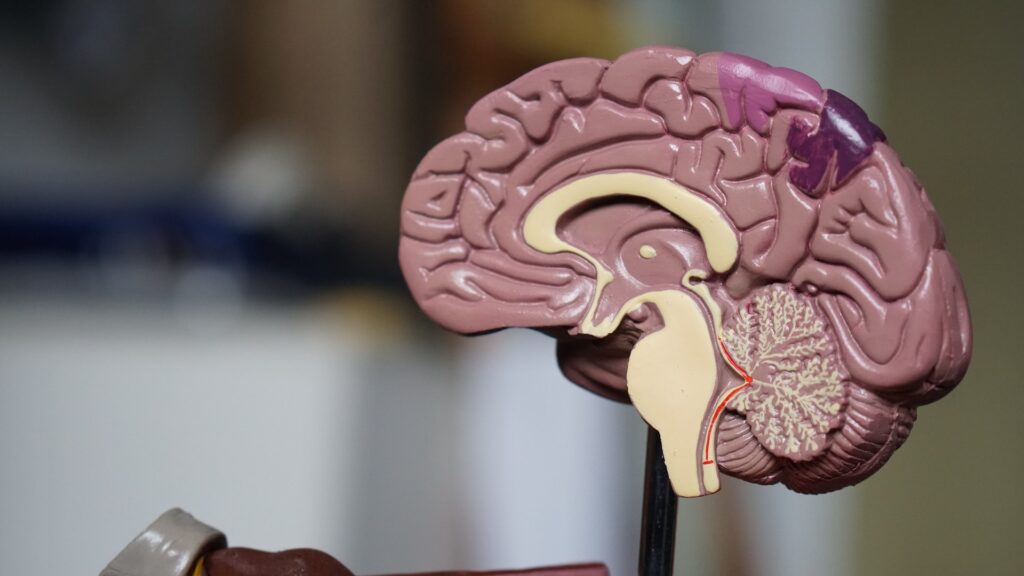 Livro explora os períodos críticos do desenvolvimento cerebral
